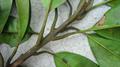 Pouteria venosa